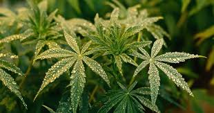 Exploring Cannabis Seeds Ohio for Every Enthusiast