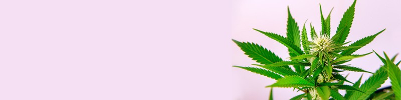 Exploring Cannabis Seeds Ohio for Every Enthusiast